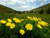 Fioritura di Adonis vernalis