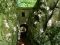 E3 - Beech trees Path from dell&#39;Angelo Hill (Pretoro)