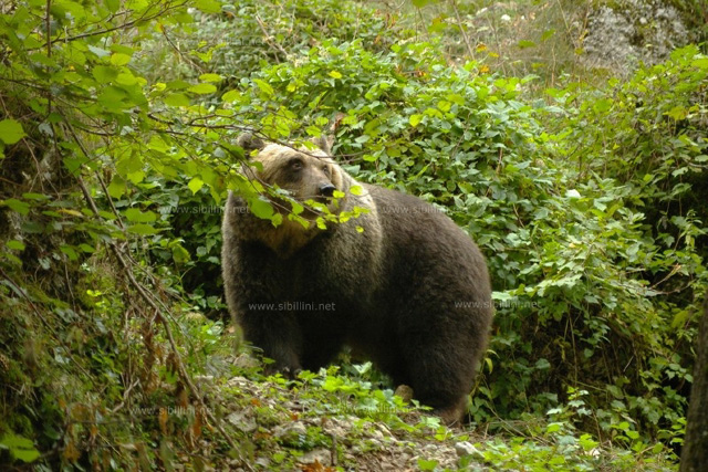 Parco Nazionale dei Monti Sibillini Novità Il Parco Nazionale dei