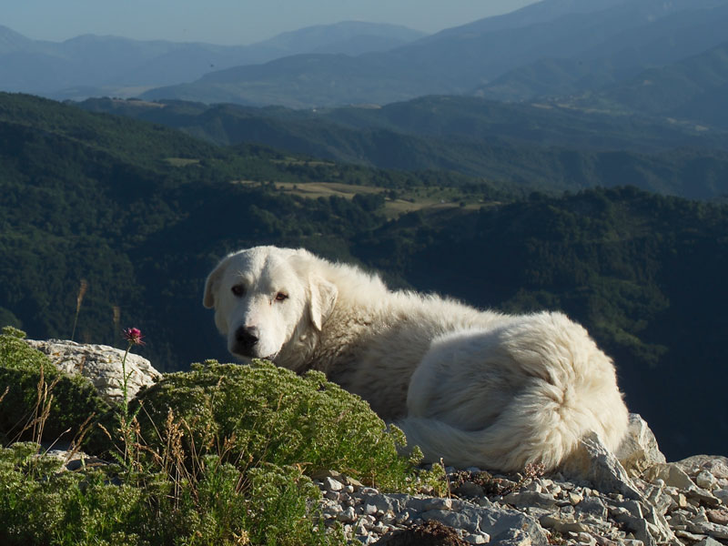 Parks It Il Cane Da Gregge Abruzzese E La Mitigazione Del Conflitto