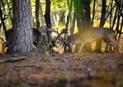 Il Parco del Circeo querela chi ha “sparato a zero” sulla vicenda daini