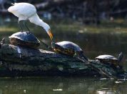 Tartarughe Università e Parco uniti per la ricerca