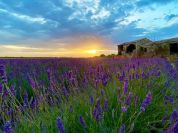 Quest'anno lavanda in ritardo