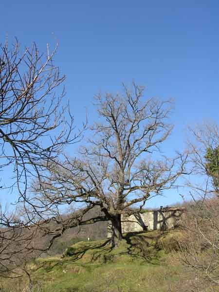 Parco Naturale Regionale Dell'Aveto: Novità: Festa Dell’albero 2009