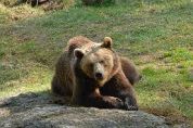 Buya e Medo, all'Aprica arrivano gli orsi