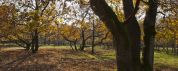 Tutti insieme nel bosco