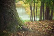 Millecinquecento alberi in quattro anni