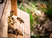 Un prato fiorito del Parco Nord «Fate un regalo alla natura»