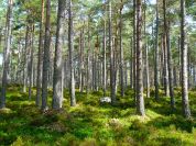 Parco Groane: presto 6mila nuovi alberi