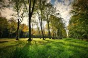 Alberi per i nuovi nati, 200 le piantumazioni