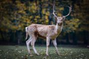 Un cervo compagno di strada