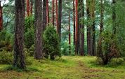 Tra cascine e oasi riprendono le passeggiate al Parco Sud