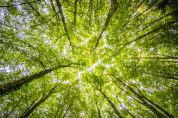 Una food forest al Parco Nord