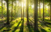 Il Parco Nord si fa largo Nasce il Bosco Manzoniano