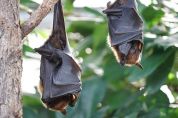 Pipistrelli da proteggere Il monitoraggio prosegue