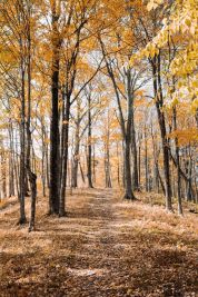 Mezzo milione per la via verde sopra l'Oglio