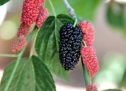 La foresta del cibo? Al Parco Nord