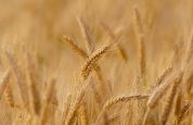 Agricoltura sostenibile Gal Valtellina in prima fila