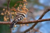 Bosco urbano al Borromeo paradiso della fauna aviaria