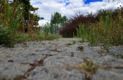 I volontari recuperano vecchio sentiero sulla sponda del fiume