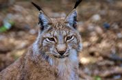 Lince e orso completano la trilogia dei predatori