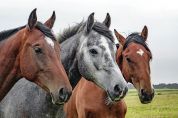 Le guardie a cavallo nel parco di Tradate