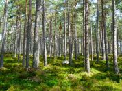 Un grande bosco per l' Isolabella , nascerà sull' Adda il parco del futuro