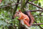 Un ospite gradito al parco San Lorenzo è arrivato lo scoiattolo