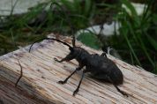 A caccia di insetti per stabilire la salute del Monte Barro