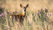 L'antica riserva di caccia dove si salvano gli animali