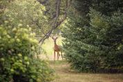 Il parco del Ticino si riempie di caprioli