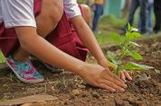 Comune green: in arrivo 15mila euro... in alberi