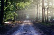 Un bosco da 35mila metri sulla strada per Camairago