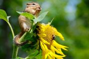 L'Europa apre la borsa per preservare la flora