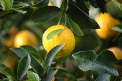 Le storiche limonaie nell'élite dei giardini