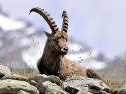 Stambecchi in passerella - La mostra del Cai è a Nembro