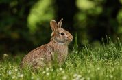 Primi lavori al Parco dei conigli con la posa di alberi e arbusti