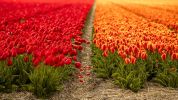 Una full immersion nel paradiso dei tulipani senza andare in Olanda