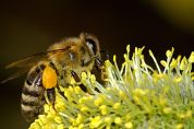 Il Parco-laboratorio fa il pieno Tutti a lezione di biodiversità