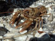 Il gambero di fiume minacciato da clima, scarichi, specie esotiche