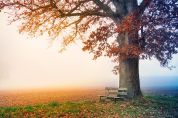 Abbattuti dalla tempesta 'Rinascono' gli alberi