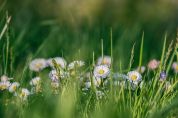 Recupero, riuso, progettazione Il nuovo look del Parco Nord «Piano di settore fondamentale»