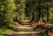 Tremila nuovi alberi nel Parco Adda Sud