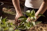 Forestami legnanese Sulla provinciale 12 Il parco sperimentale con tremila alberi