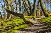 Il bosco di Urgnano per la siccità ha perso un albero su cinque