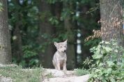 Cucciolata di lupi con 4 piccoli prima volta nel Parco del Ticino