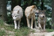 Sorpresa dalle fototrappole Nel Parco dello Stelvio i branchi di lupi sono tre