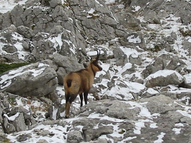 Camoscio d'Abruzzo - maschio adulto (invernale)