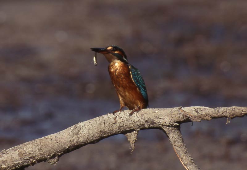 Alcedo atthis, Martin pescatore