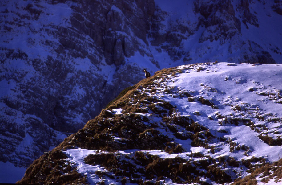 Camoscio d'Abruzzo